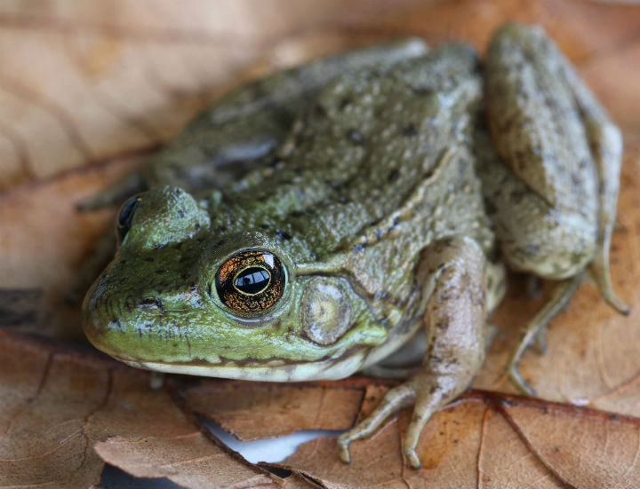 Green Frog